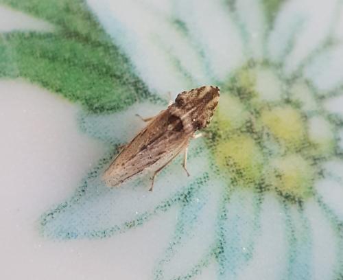 Réf. 218 692 : Eupelix cuspidata